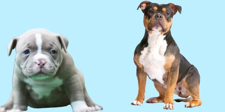 american-bully-hondenras-verzorging-gezin-sociaal-leven-fysieke-kenmerken-dieet-informatie