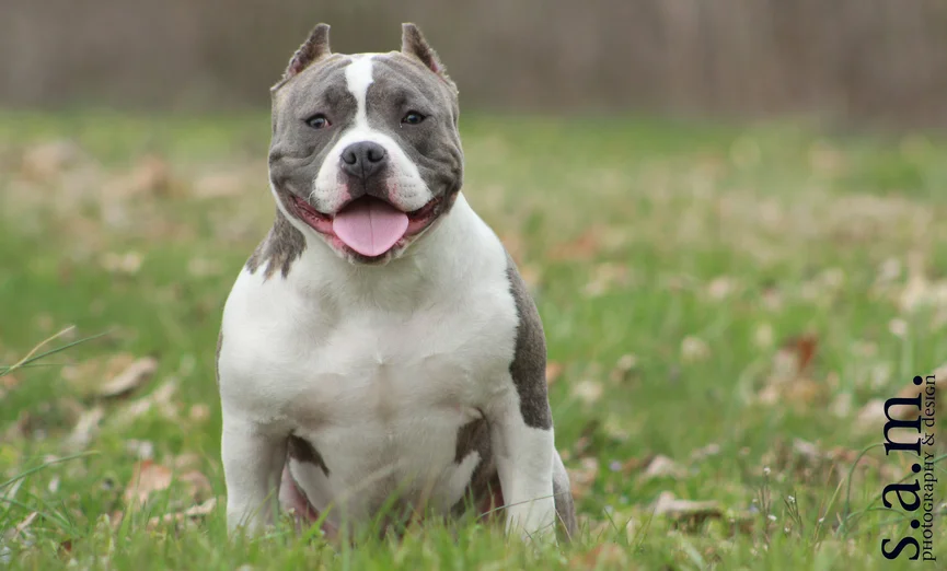 american-bully-ras