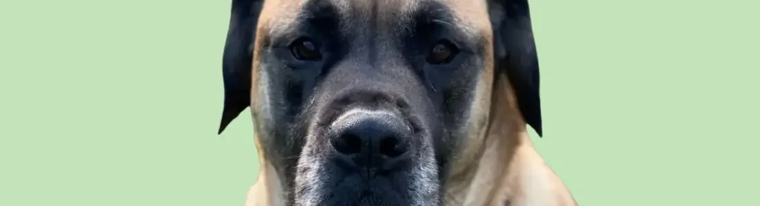 american-mastiff-hondenras-verzorging-gezin-sociaal-leven-fysieke-kenmerken-dieet-informatie