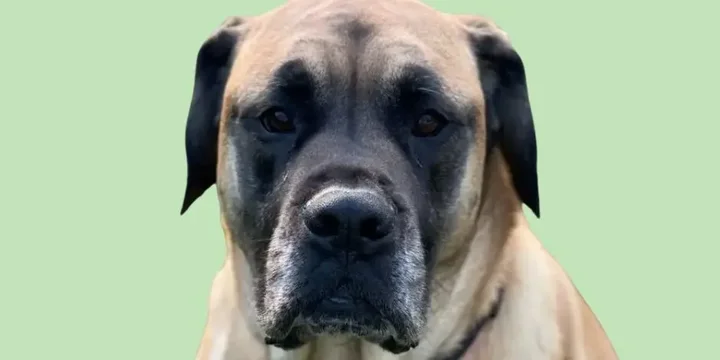 american-mastiff-hondenras-verzorging-gezin-sociaal-leven-fysieke-kenmerken-dieet-informatie