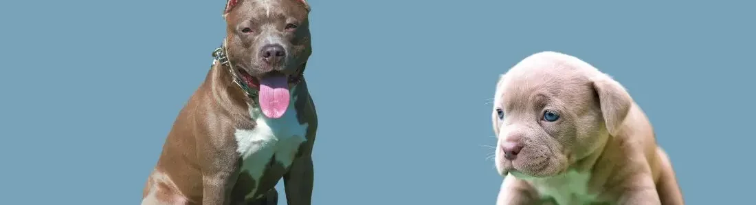 american-pit-bull-terrier-hondenras-verzorging-gezin-sociaal-leven-fysieke-kenmerken-dieet-informatie