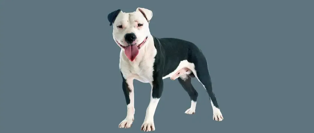 american-staffordshire-terrier-hondenras-verzorging-gezin-sociaal-leven-fysieke-kenmerken-dieet-informatie