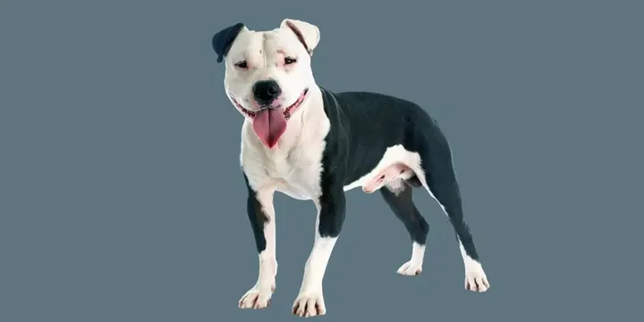 american-staffordshire-terrier-hondenras-verzorging-gezin-sociaal-leven-fysieke-kenmerken-dieet-informatie