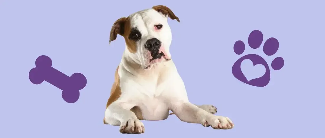 amerikaanse-bulldog-hondenras-verzorging-gezin-sociaal-leven-fysieke-kenmerken-dieet-informatie