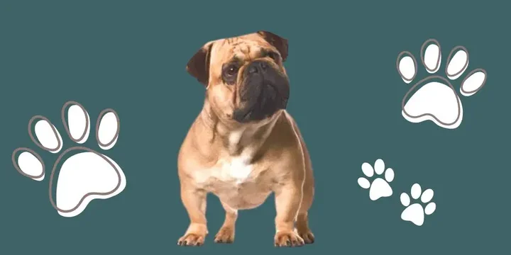 amerikaanse-bullnese-hondenras-verzorging-gezin-sociaal-leven-fysieke-kenmerken-dieet-informatie