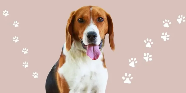 amerikaanse-foxhound-hondenras-verzorging-gezin-sociaal-leven-fysieke-kenmerken-dieet-informatie