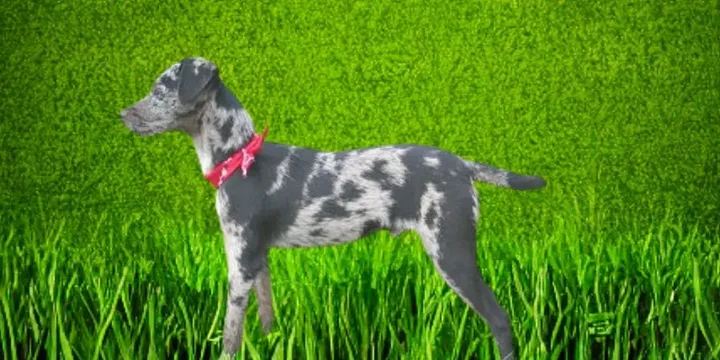 atlas-terrier-hondenras-verzorging-gezin-sociaal-leven-fysieke-kenmerken-dieet-informatie