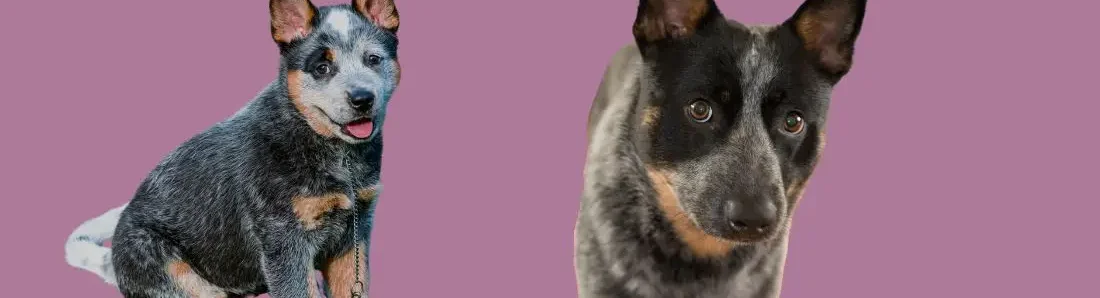 australian-cattle-dog-hondenras-verzorging-gezin-sociaal-leven-fysieke-kenmerken-dieet-informatie