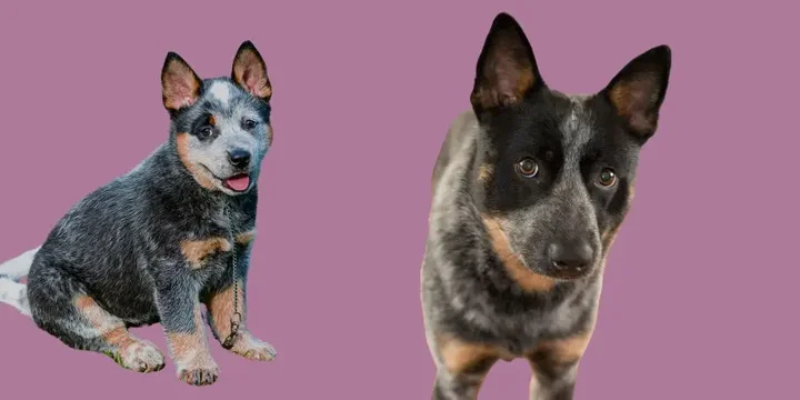 australian-cattle-dog-hondenras-verzorging-gezin-sociaal-leven-fysieke-kenmerken-dieet-informatie