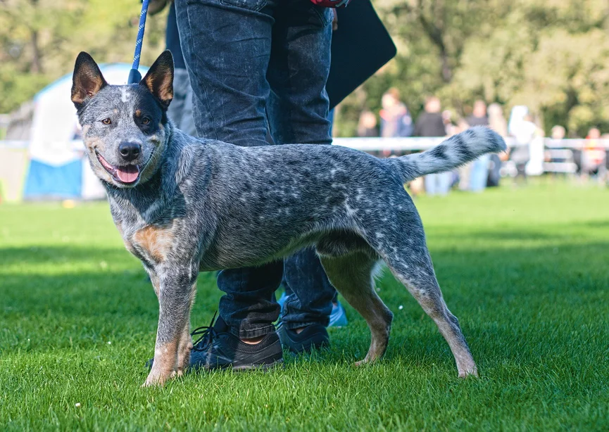 australian-cattle-dog-ras