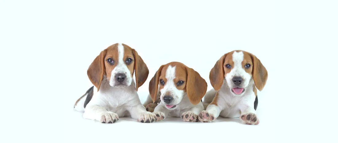 beagle-hondenras-verzorging-gezin-sociaal-leven-fysieke-kenmerken-dieet-informatie