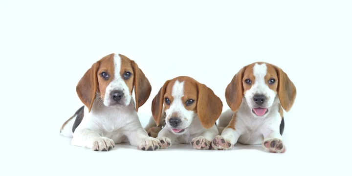 beagle-hondenras-verzorging-gezin-sociaal-leven-fysieke-kenmerken-dieet-informatie