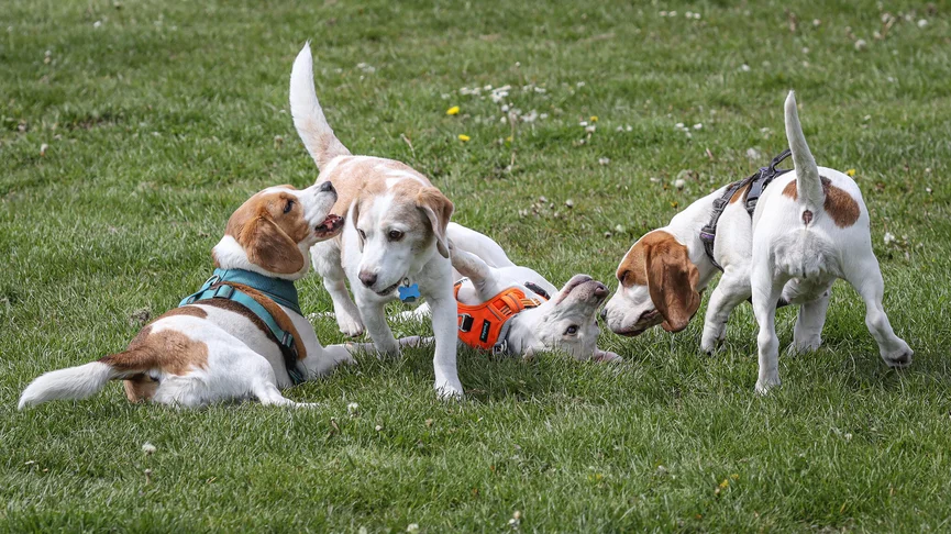 beagles-spelen