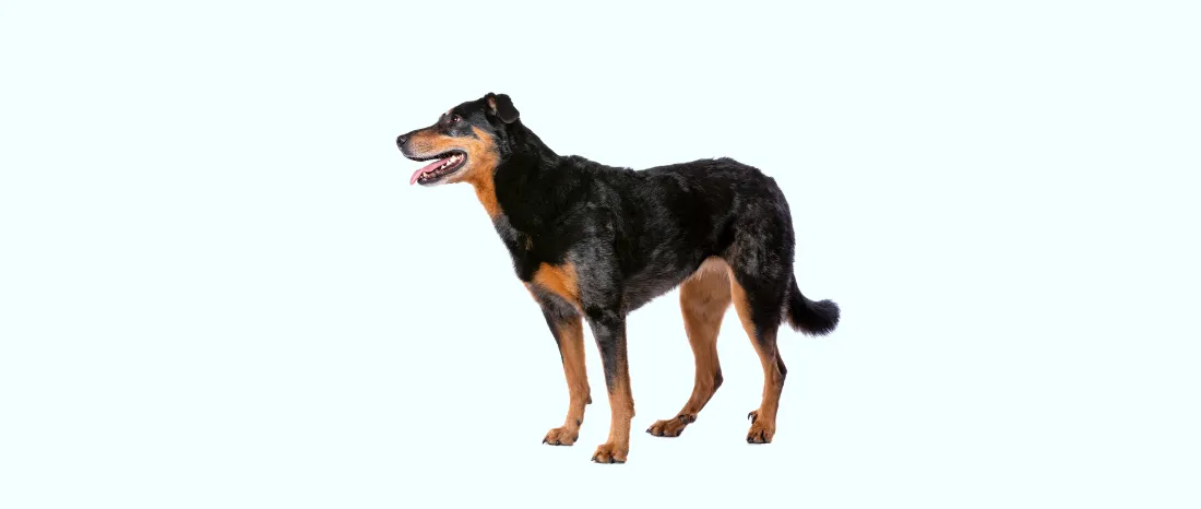 beauceron-hondenras-verzorging-gezin-sociaal-leven-fysieke-kenmerken-dieet-informatie