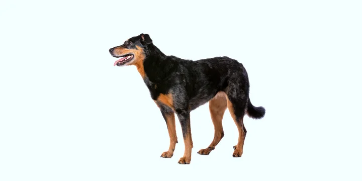 beauceron-hondenras-verzorging-gezin-sociaal-leven-fysieke-kenmerken-dieet-informatie