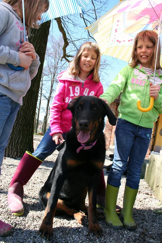 beauceron-kinderen