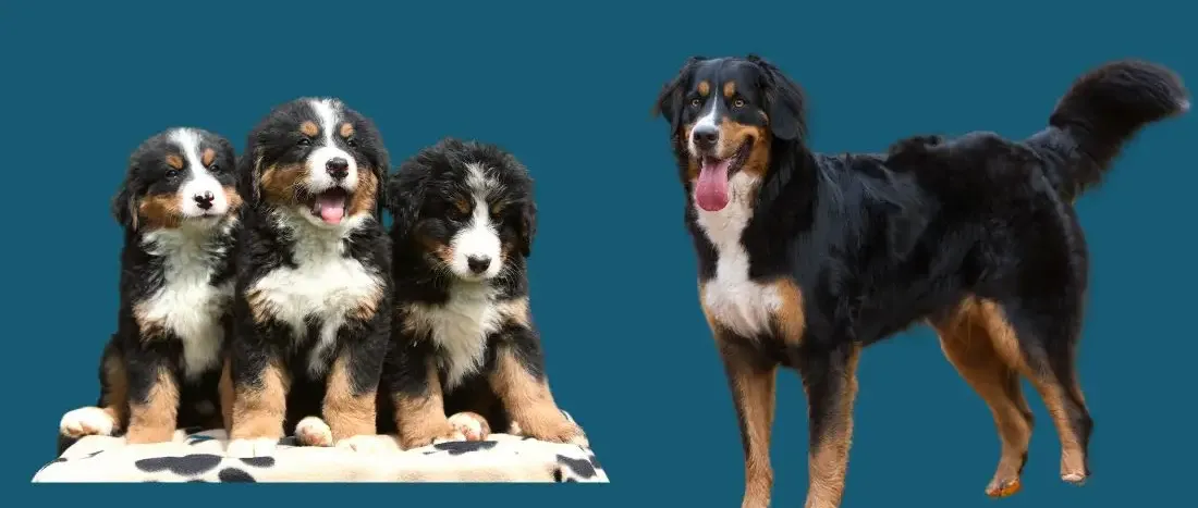 berner-sennenhond-hondenras-verzorging-gezin-sociaal-leven-fysieke-kenmerken-dieet-informatie