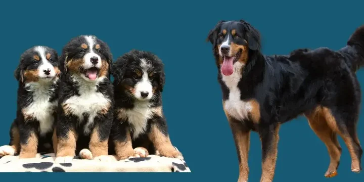 berner-sennenhond-hondenras-verzorging-gezin-sociaal-leven-fysieke-kenmerken-dieet-informatie