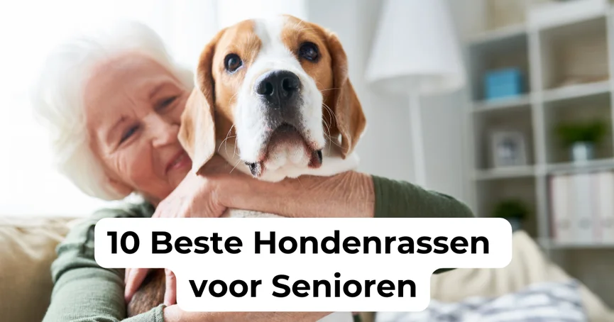 beste-hondenrassen-senioren