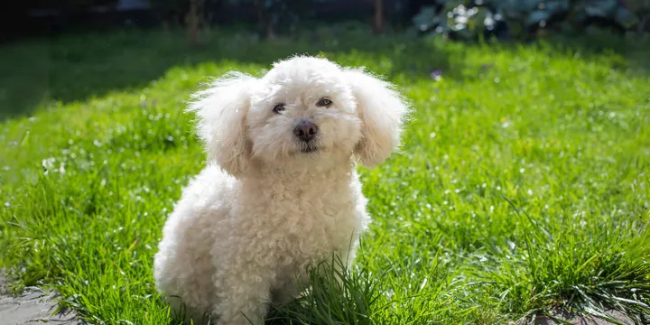 bichon frisé-hondenras-verzorging-gezin-sociaal-leven-fysieke-kenmerken-dieet-informatie