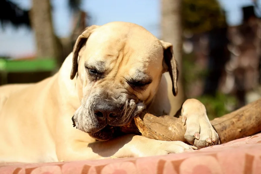 boerboel-hond