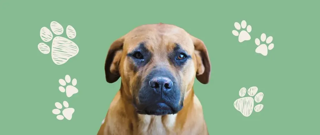 boerboel-hondenras-verzorging-gezin-sociaal-leven-fysieke-kenmerken-dieet-informatie