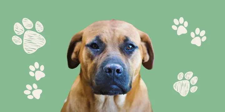 boerboel-hondenras-verzorging-gezin-sociaal-leven-fysieke-kenmerken-dieet-informatie