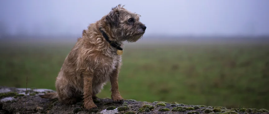 border-terrier