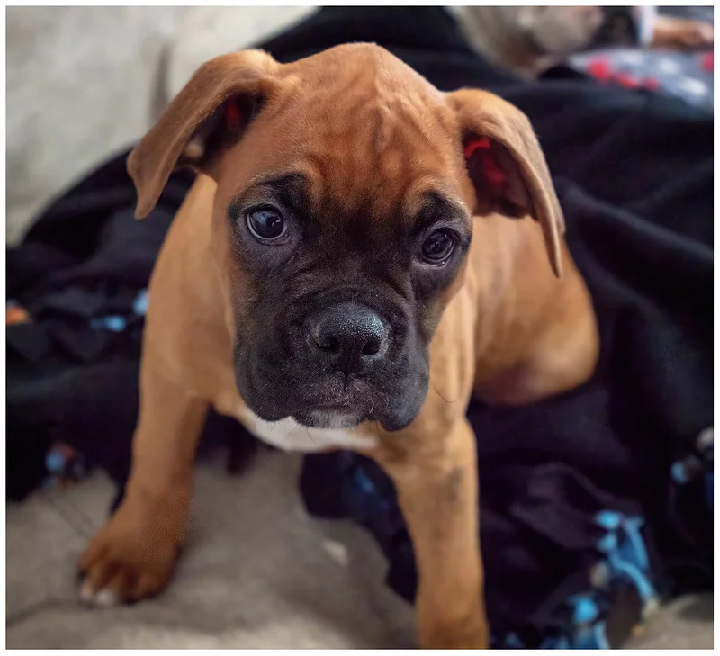 boxer-hond