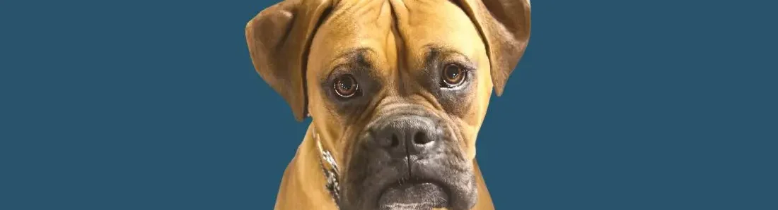 boxer-hondenras-verzorging-gezin-sociaal-leven-fysieke-kenmerken-dieet-informatie
