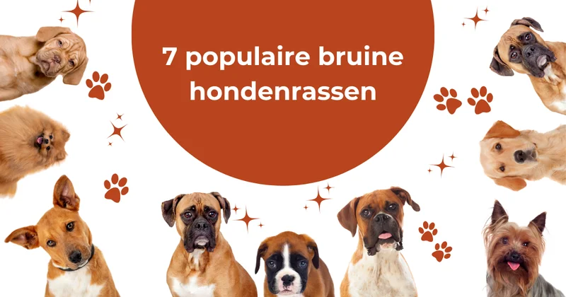 bruine-hondenrassen