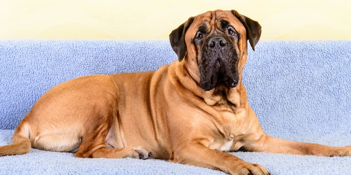 bullmastiff-hondenras-verzorging-gezin-sociaal-leven-fysieke-kenmerken-dieet-informatie