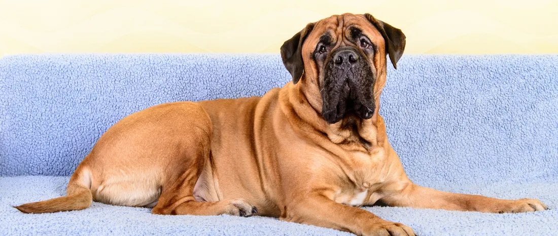 bullmastiff-hondenras-verzorging-gezin-sociaal-leven-fysieke-kenmerken-dieet-informatie