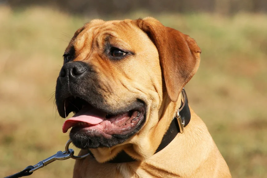 bullmastiff-ras