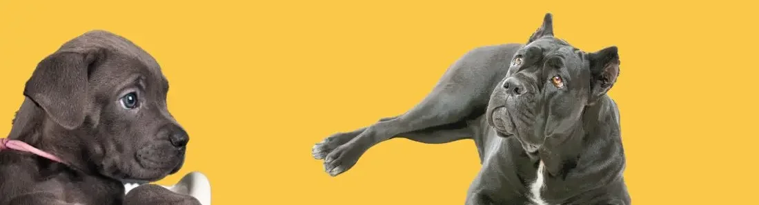 cane-corso-hondenras-verzorging-gezin-sociaal-leven-fysieke-kenmerken-dieet-informatie