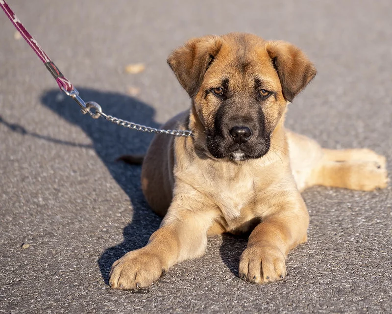 cane-corso-puppy