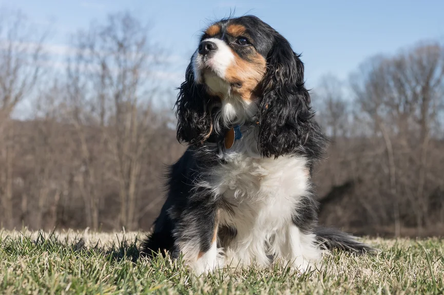 cavalier-king-charles-spaniel-hond