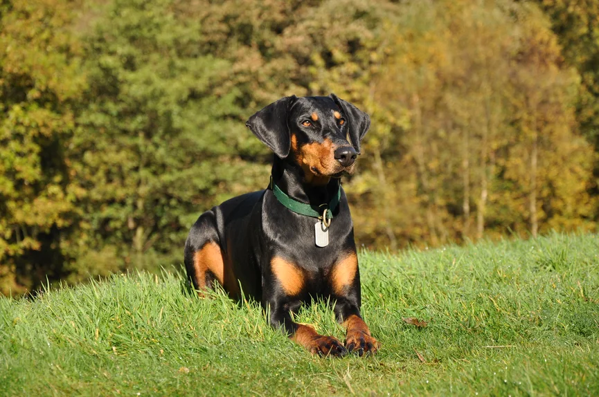 dobermann-hond