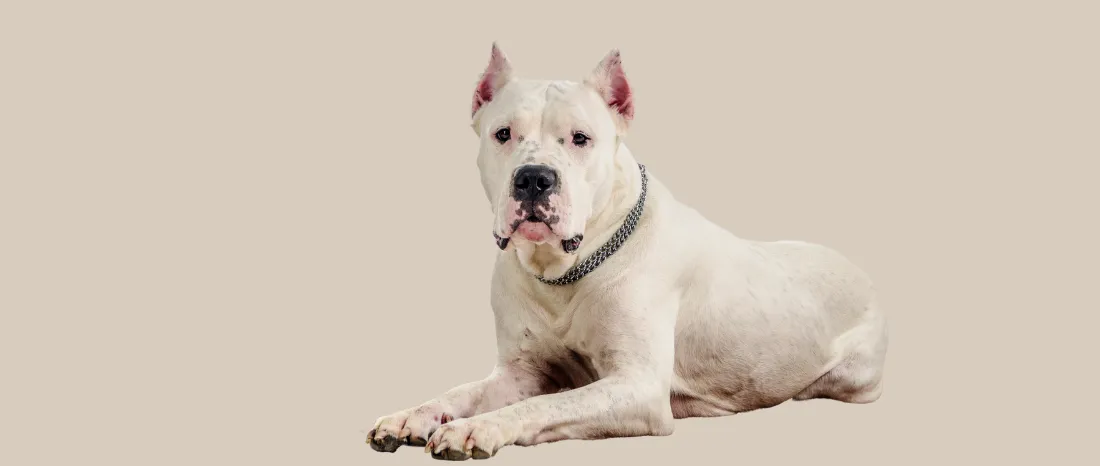 dogo-argentino-hondenras-verzorging-gezin-sociaal-leven-fysieke-kenmerken-dieet-informatie