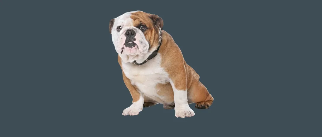 engelse-bulldog-hondenras-verzorging-gezin-sociaal-leven-fysieke-kenmerken-dieet-informatie