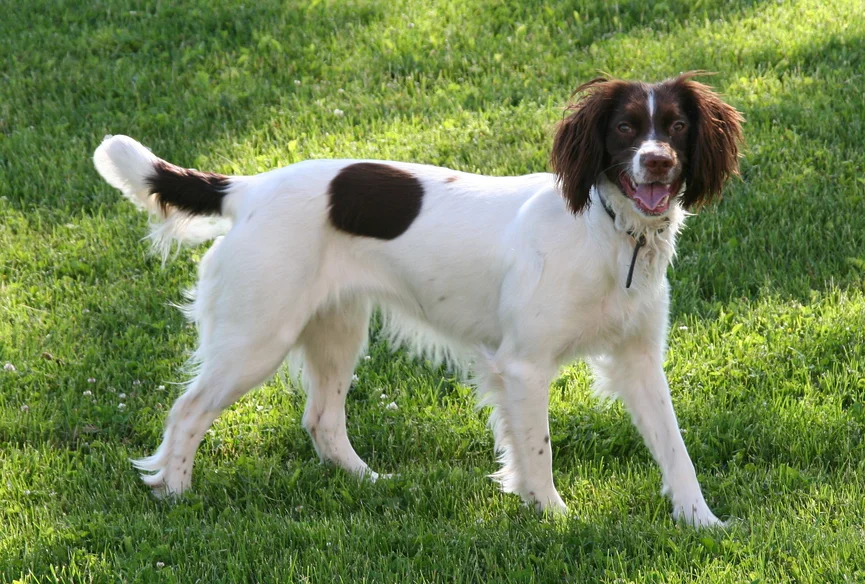 engelse-springer-spaniel-hond