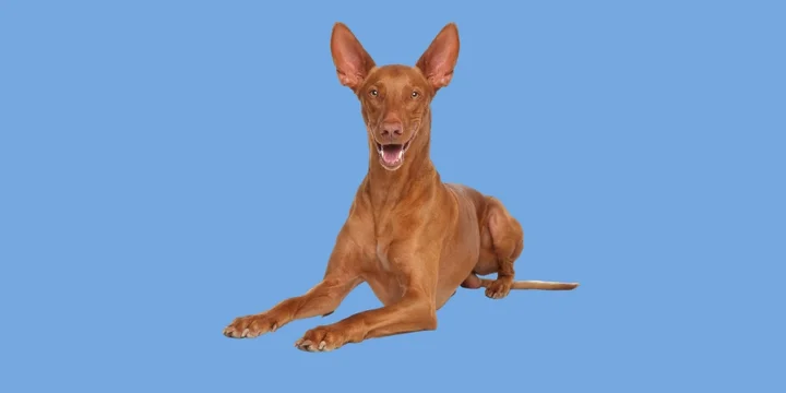 faraohond-hondenras-verzorging-gezin-sociaal-leven-fysieke-kenmerken-dieet-informatie