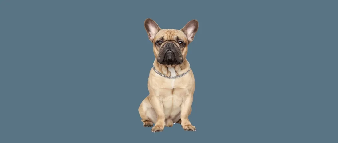 franse-bulldog-hondenras-verzorging-gezin-sociaal-leven-fysieke-kenmerken-dieet-informatie