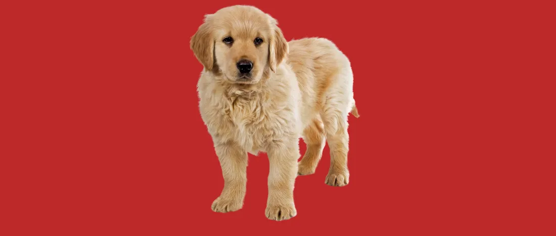 golden-retriever-hondenras-verzorging-gezin-sociaal-leven-fysieke-kenmerken-dieet-informatie
