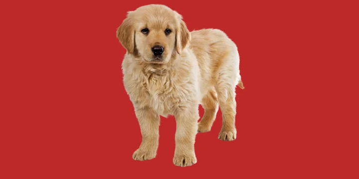 golden-retriever-hondenras-verzorging-gezin-sociaal-leven-fysieke-kenmerken-dieet-informatie