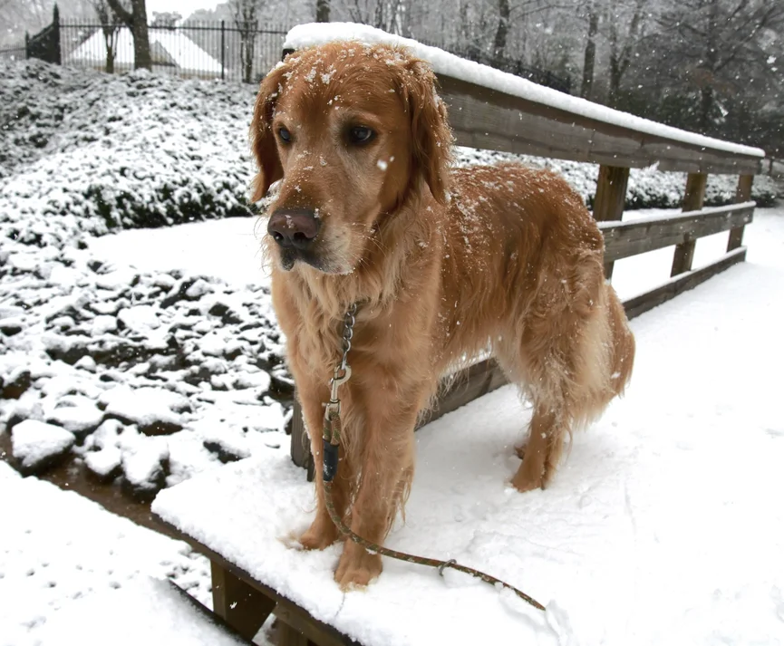 golden-retriever-sneeuw