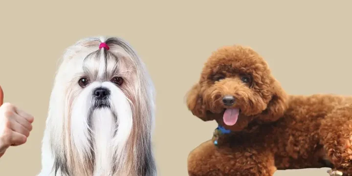 honden-die-niet-verharen