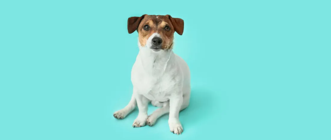 jack-russell-terrier-hondenras-verzorging-gezin-sociaal-leven-fysieke-kenmerken-dieet-informatie