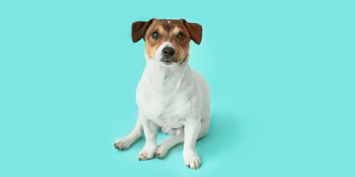 jack-russell-terrier-hondenras-verzorging-gezin-sociaal-leven-fysieke-kenmerken-dieet-informatie