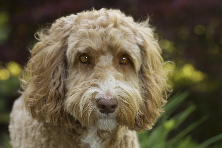 labradoodle-gezicht